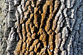 Eastern Persimmon Bark