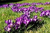 Crocus Whitewell Purple