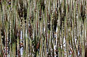 Common mares-tail - Parc Floral de Paris France