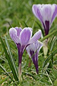 Crocus sp. (spring flowering bulb)