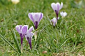 Crocus sp. (spring flowering bulb)