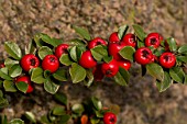 Cotoneaster horizontalis fruits in autumn - Denmark