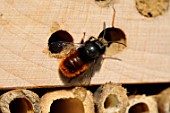 Male Hornfaced Bee in a insect hotel at spring - France
