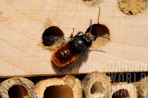 Male_Hornfaced_Bee_in_a_insect_hotel_at_spring__France