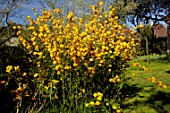 Kerria japonica Pleniflora flowers in a garden - France