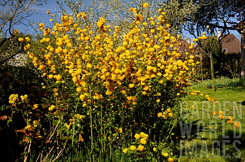 Kerria_japonica_Pleniflora_flowers_in_a_garden__France