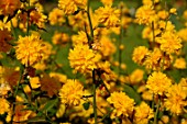 Kerria japonica Pleniflora flowers in a garden - France