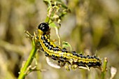 Box Tree Moth caterpillars on a box tree in a garden