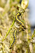 Box Tree Moth caterpillars on a box tree in a garden