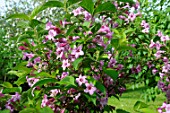 Weigela floribunda flowers in a garden - France