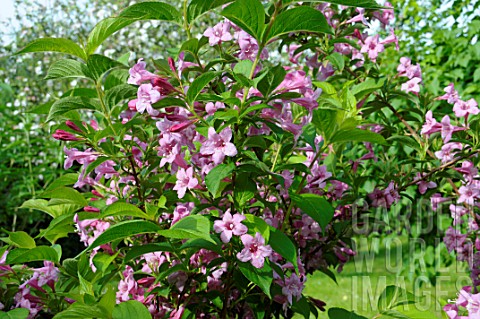 Weigela_floribunda_flowers_in_a_garden__France