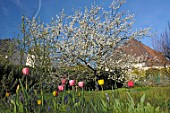 Tulips and Cherry blossom in a garden - France