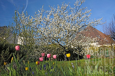 Tulips_and_Cherry_blossom_in_a_garden__France