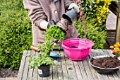 Making of a flowered hanging basket in a garden