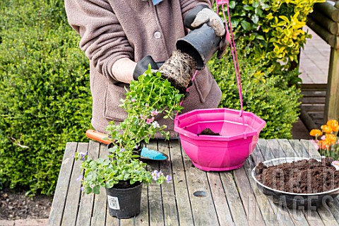 Making_of_a_flowered_hanging_basket_in_a_garden