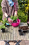 Making of a flowered hanging basket in a garden