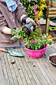 Making of a flowered hanging basket in a garden