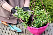 Making of a flowered hanging basket in a garden