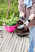 Making of a flowered hanging basket in a garden