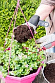 Making of a flowered hanging basket in a garden