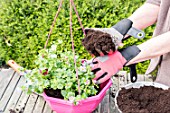 Making of a flowered hanging basket in a garden