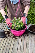 Making of a flowered hanging basket in a garden