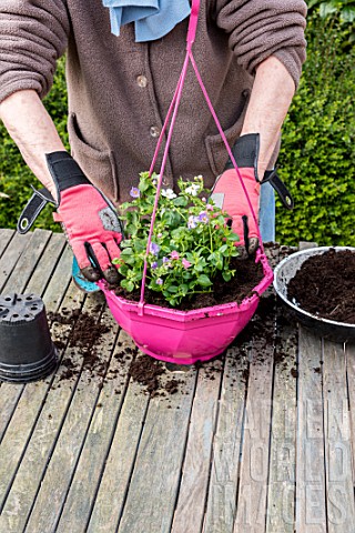 Making_of_a_flowered_hanging_basket_in_a_garden