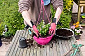 Making of a flowered hanging basket in a garden