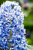 Ceanothus in bloom in a garden