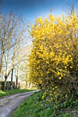 Forsythia in bloom in a garden