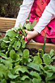 Little girl harvesting radishes in a kitchen garden