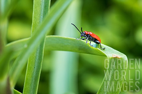 Lily_beetle_in_a_garden