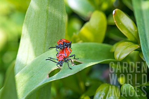 Lily_beetles_mating_in_a_garden