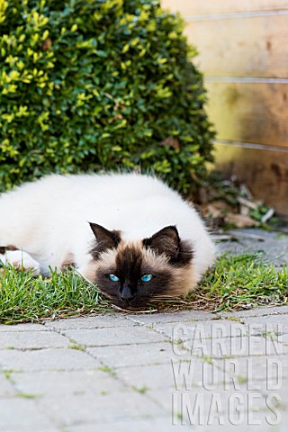 Sacred_cat_of_Burma_resting_in_a_garden