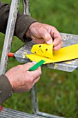 Setting up of a pheromone trap on cherry tree