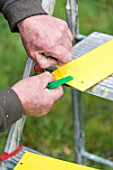 Setting up of a pheromone trap on cherry tree