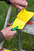 Setting up of a pheromone trap on cherry tree