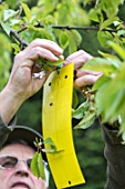 Setting up of a pheromone trap on cherry tree
