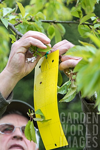 Setting_up_of_a_pheromone_trap_on_cherry_tree