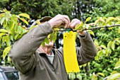 Setting up of a pheromone trap on cherry tree