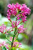 Crucianella stylosa (Crosswort) in bloom in a garden