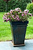 Dwarf Weigelia Bristol Ruby in pot on a garden terrace