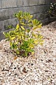 Cherry laurel on wood chips mulching in a garden