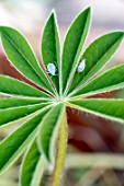 Aphids on a lupin leaf in a garden