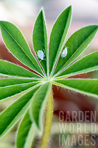 Aphids_on_a_lupin_leaf_in_a_garden