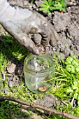 Gardener pickuping snails and slugs in a garden