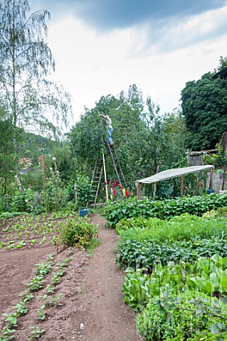 Harvest_of_Alsacian_quetsche_plums_in_a_garden