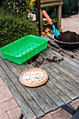 Sowing of potiron squashes in a seed tray