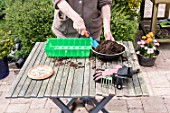 Sowing of potiron squashes in a seed tray