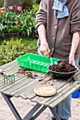 Sowing of potiron squashes in a seed tray